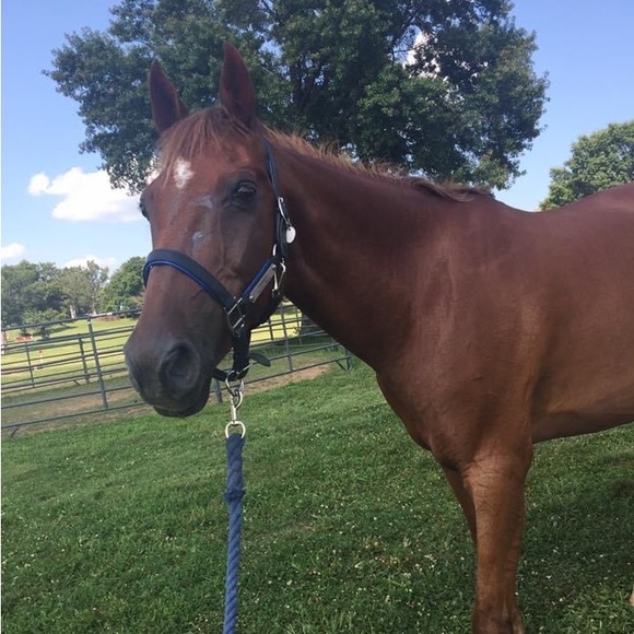 crazy_horsegirl